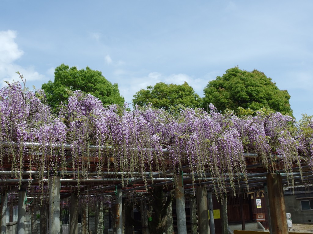 藤森神社 藤めぐり