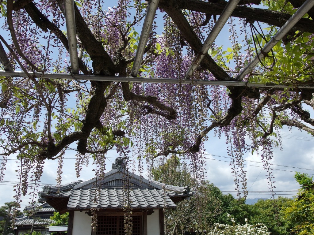 長福寺 藤めぐり