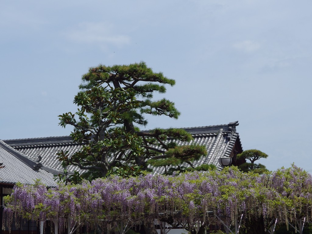 長福寺 藤めぐり