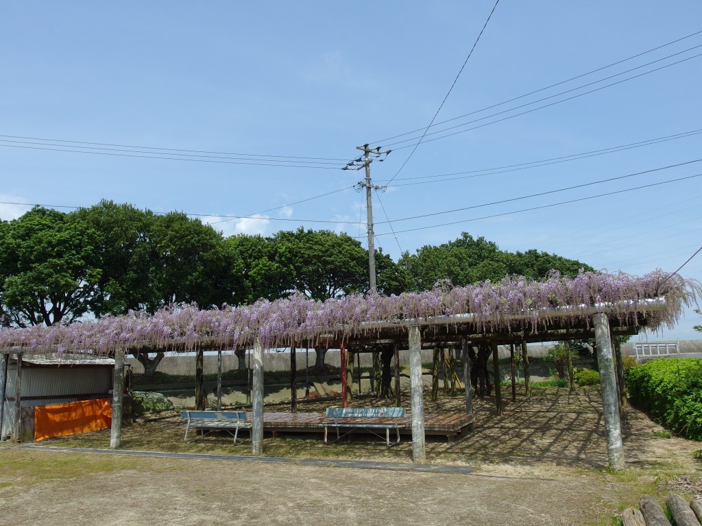 難波児童遊園 藤めぐり