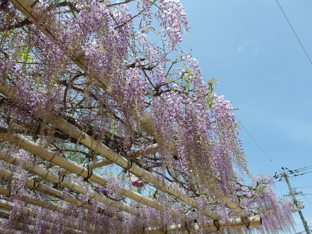 難波児童遊園 藤めぐり