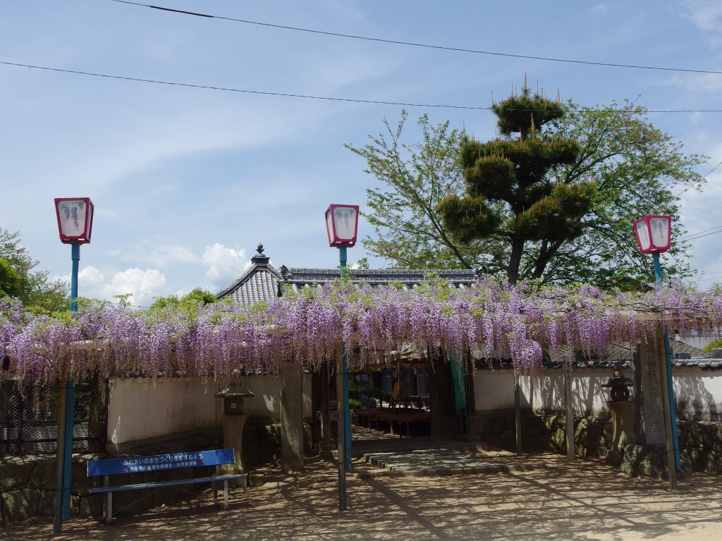 禎祥寺 藤めぐり