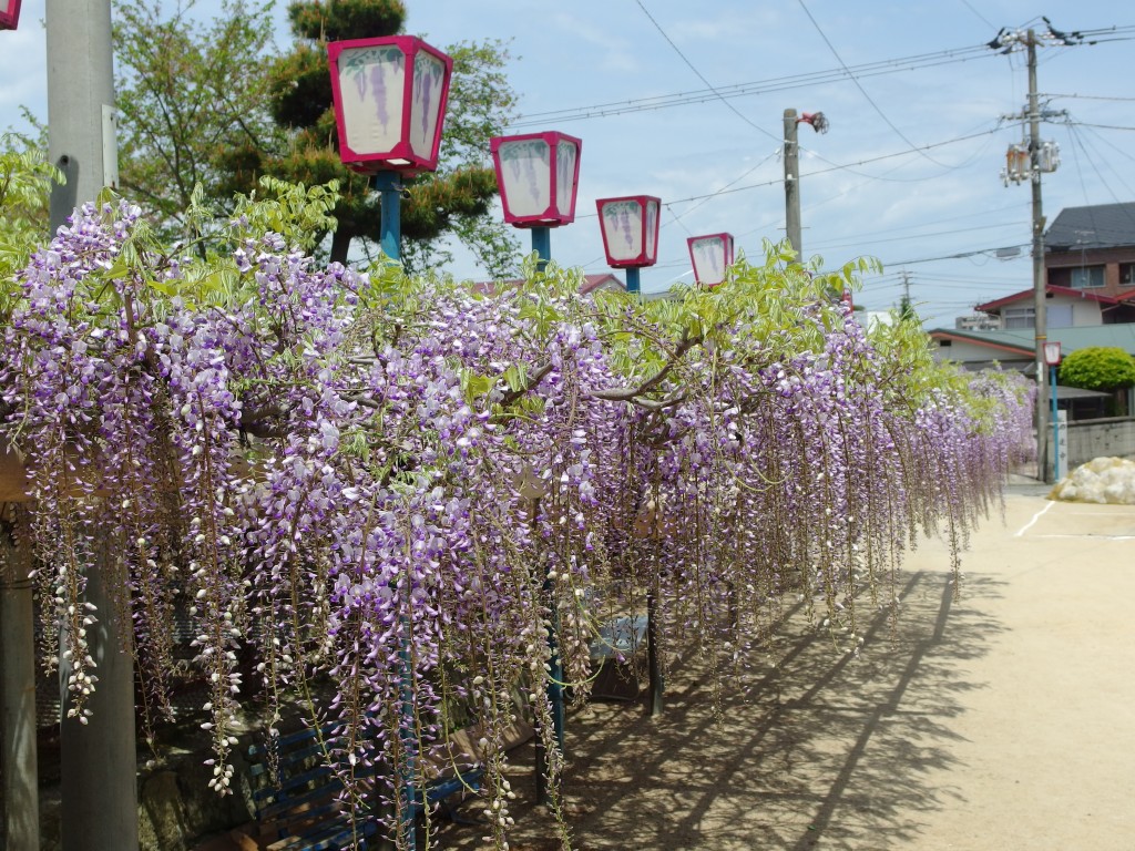 禎祥寺 藤めぐり